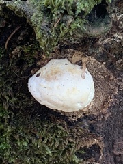 Fuscopostia fragilis