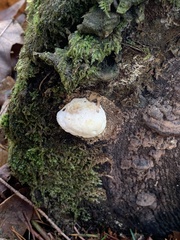 Fuscopostia fragilis