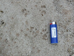 Sciurus nayaritensis