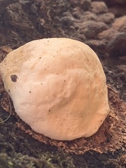 Fuscopostia fragilis