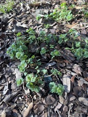 Lamium amplexicaule