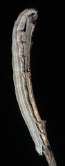 Catocala abbreviatella