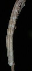 Catocala abbreviatella