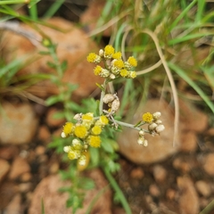 Helichrysum rosum