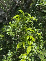 Peddiea africana