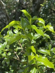 Peddiea africana