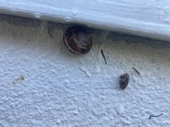 Cornu aspersum