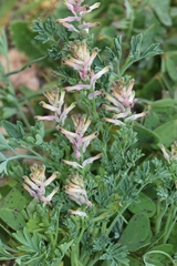 Fumaria parviflora