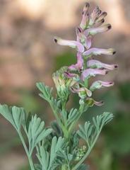 Fumaria parviflora