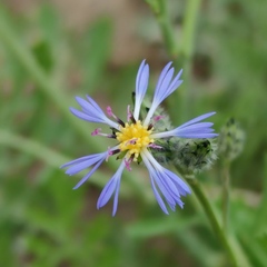 Centaurea cyanoides