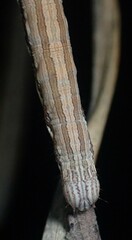 Catocala abbreviatella