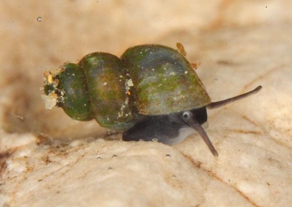Bavarian springsnail