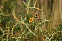 Adesmia obcordata