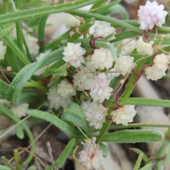 Cuscuta planiflora