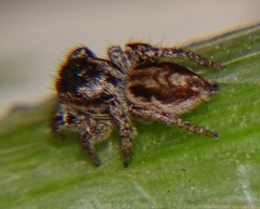 Salticidae