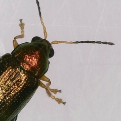 Crepidodera
