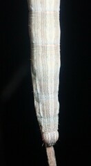 Catocala abbreviatella