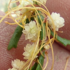 Cuscuta planiflora