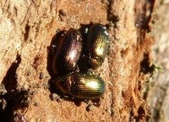Crepidodera