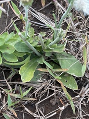 Erigeron primulifolius