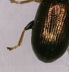 Crepidodera