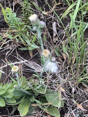Erigeron primulifolius