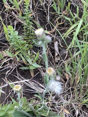 Erigeron primulifolius