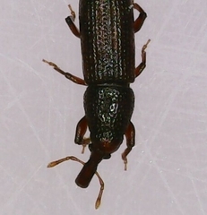 Euophryum confine
