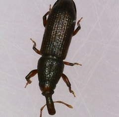 Euophryum confine