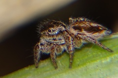 Salticidae