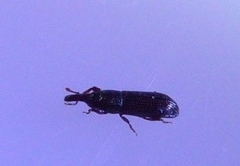 Euophryum confine