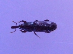 Euophryum confine