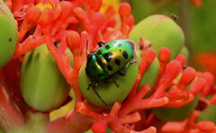 Chrysocoris