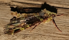 Charca canopus