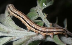 Catocala abbreviatella