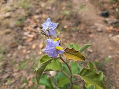 Solanum lanceolatum