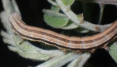 Catocala abbreviatella