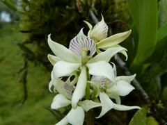 Prosthechea