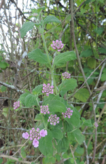 Lantana fucata
