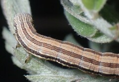 Catocala abbreviatella