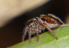 Salticidae