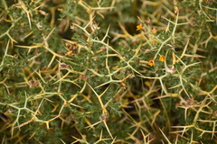 Adesmia obcordata
