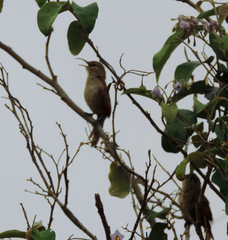 Phacellodomus rufifrons