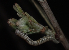 Catocala abbreviatella