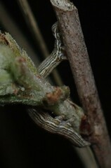 Catocala abbreviatella