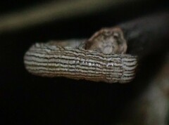 Catocala abbreviatella