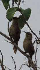 Phacellodomus rufifrons