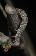 Catocala abbreviatella