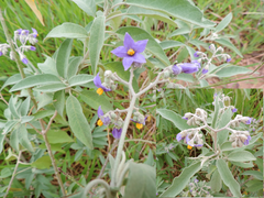 Solanum stipulaceum