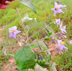 Solanum paniculatum